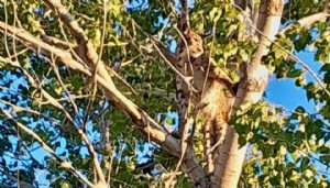Anadolu parsı, Tunceli kırsalında görüntülendi